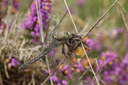 Réf. 222 945 : Orthetrum cancellatum